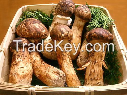 Matsutake Mushroom