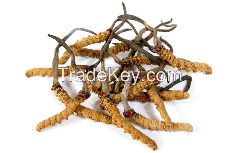 Cordyceps Fungus