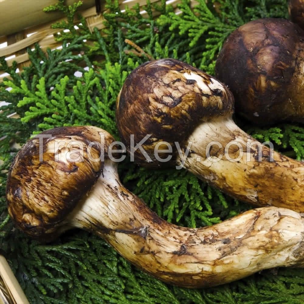 Matsutake Mushroom