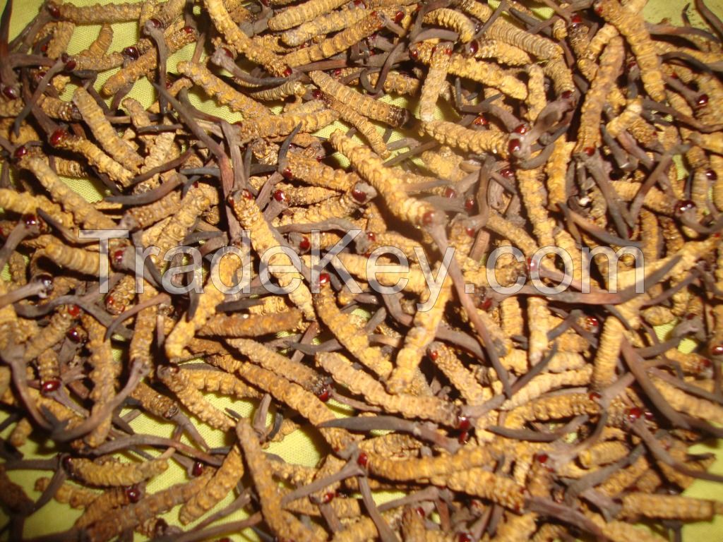 Wild Cordyceps