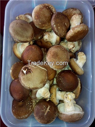 Xianggu mushroom
