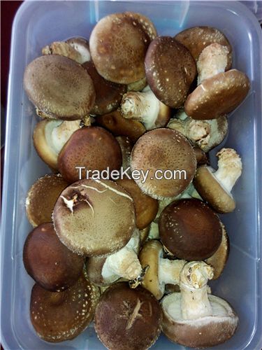 Xianggu mushroom