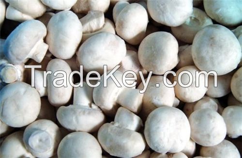 Agaricus bisporus/ White Mushroom