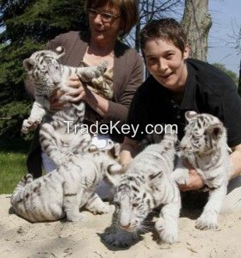 Cheetah Cubs for sale|Tiger cubs for sale| White Lion cubs for sale