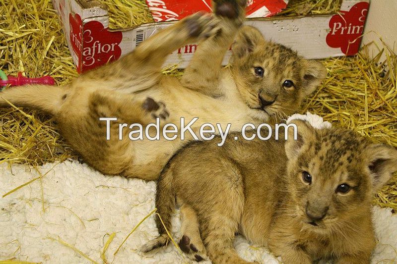 pet cheetah cubs for sale