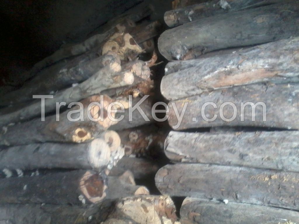 Red sandalewood for sale -India
