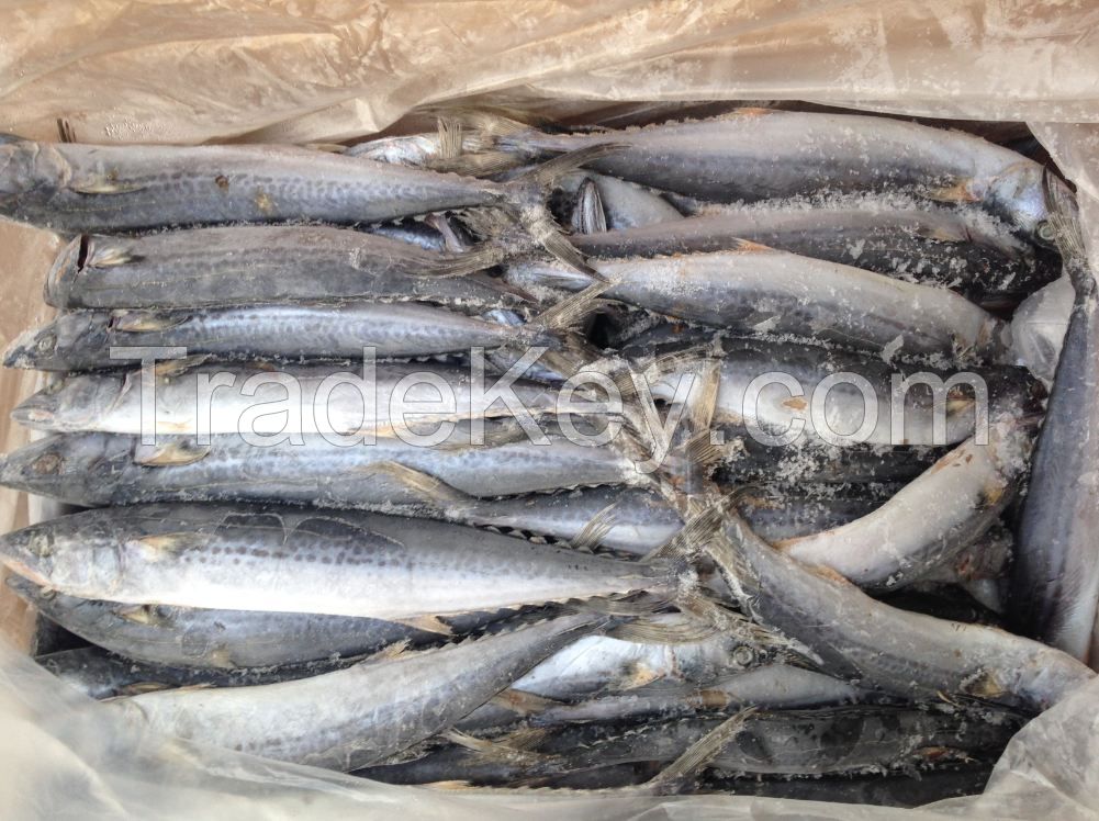 Frozen Spanish Mackerel IQF / Atlantic Mackerel Fishes