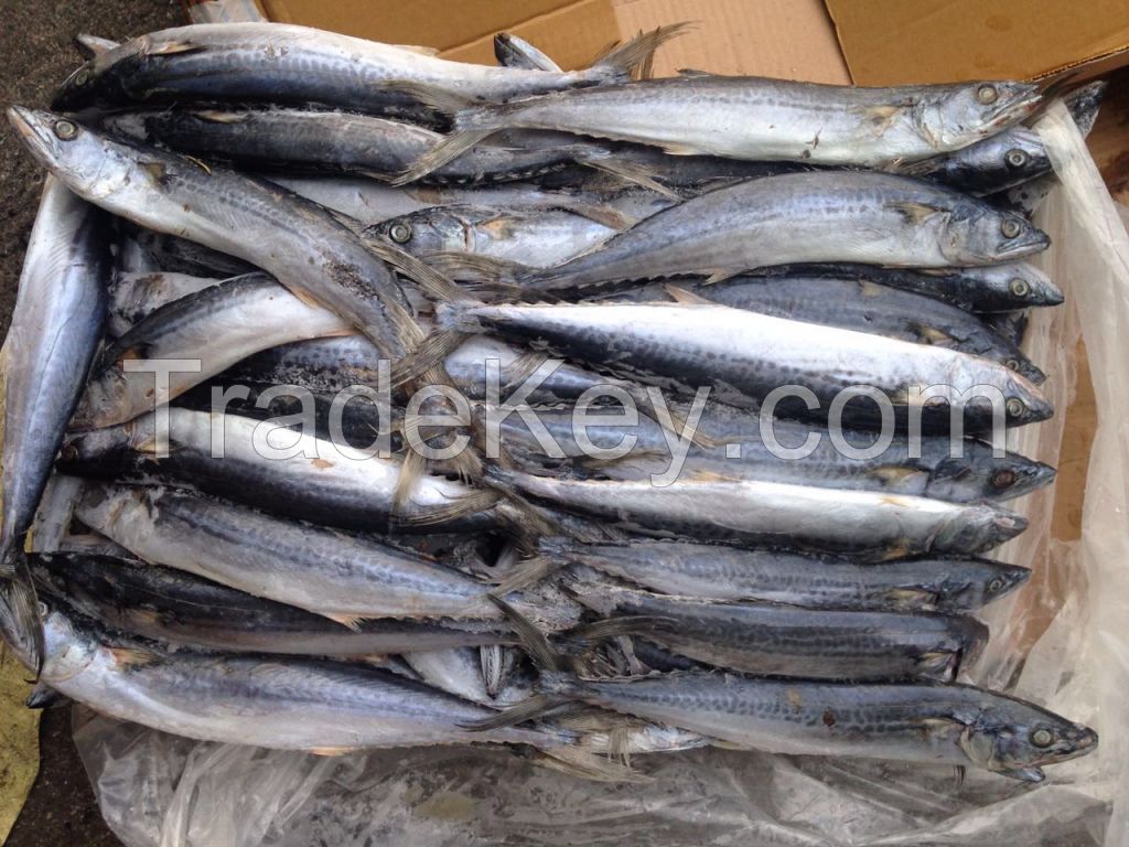Frozen Spanish Mackerel IQF / Atlantic Mackerel Fishes