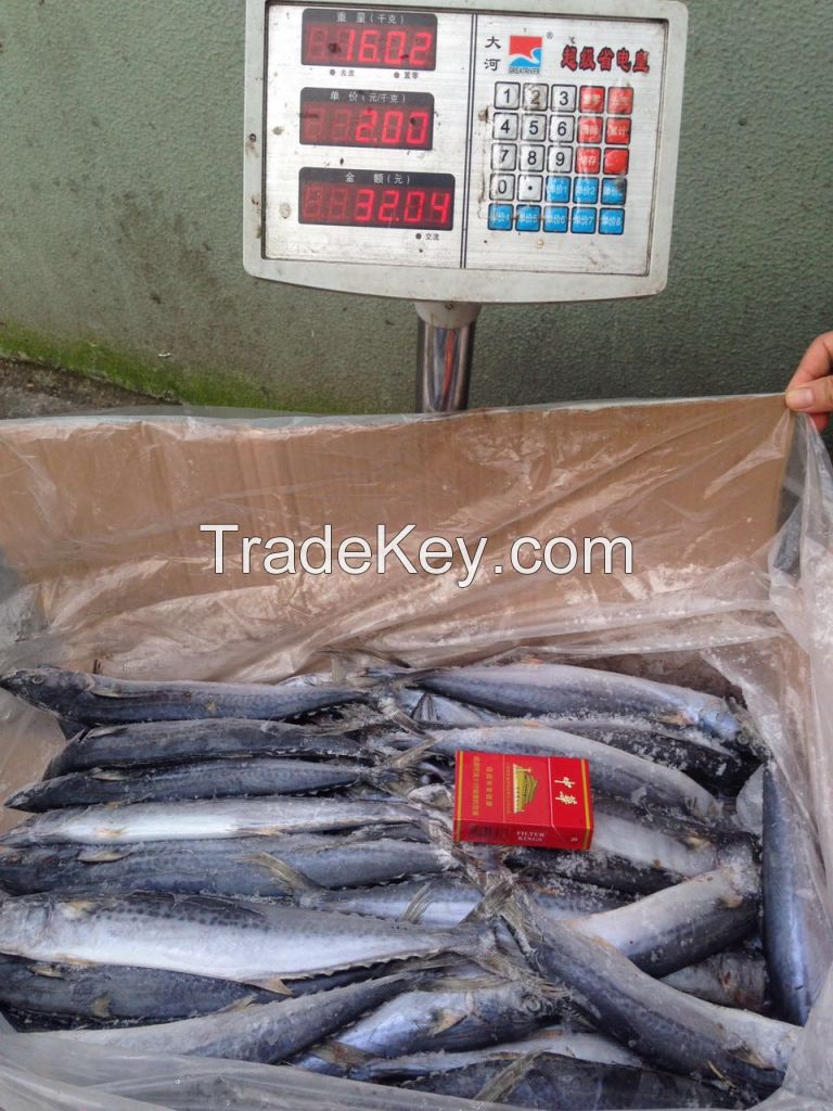 Frozen Spanish Mackerel IQF / Atlantic Mackerel Fishes