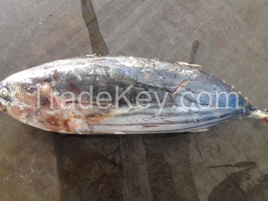 Sea Frozen Fish | Skip Jack | Skipjack Tuna | Katsuwonus pelamis |AKU | Arctic Bonito | Mushmouth | Oceanic Bonito | Striped Tuna | Victor