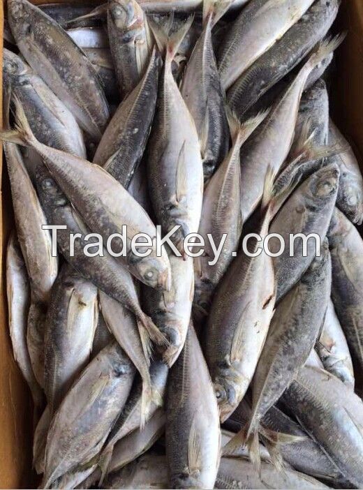 Sea Frozen Horse Mackerel