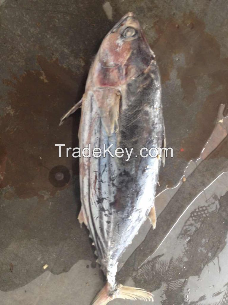 Sea Frozen Fish | Skip Jack | Skipjack Tuna | Katsuwonus pelamis |AKU | Arctic Bonito | Mushmouth | Oceanic Bonito | Striped Tuna | Victor