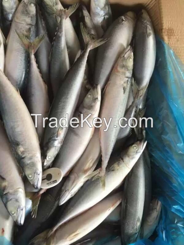 Sea Frozen Fishes - Pacific Mackerel / Pacific Jack Mackerel / Trachurus symmetricus / Californian Jack Mackerel / Jack Mackerel