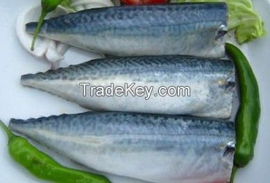 Sea Frozen Fishes - Pacific Mackerel / Pacific Jack Mackerel / Trachurus symmetricus / Californian Jack Mackerel / Jack Mackerel