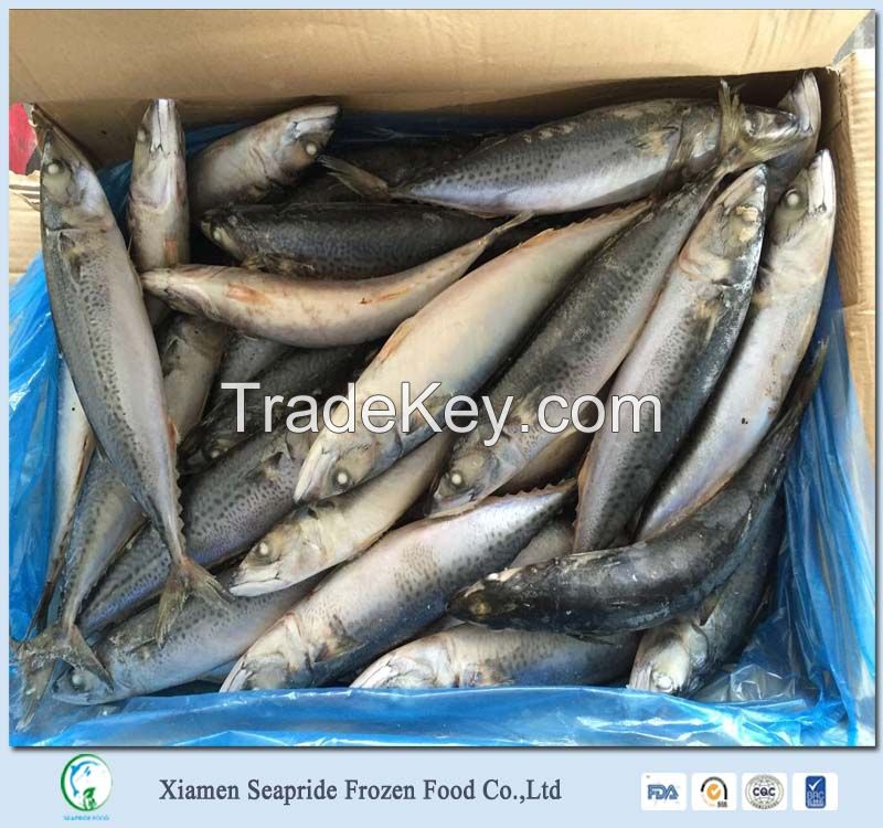 Supply Frozen Pacific Mackerel Fish With Low Price 