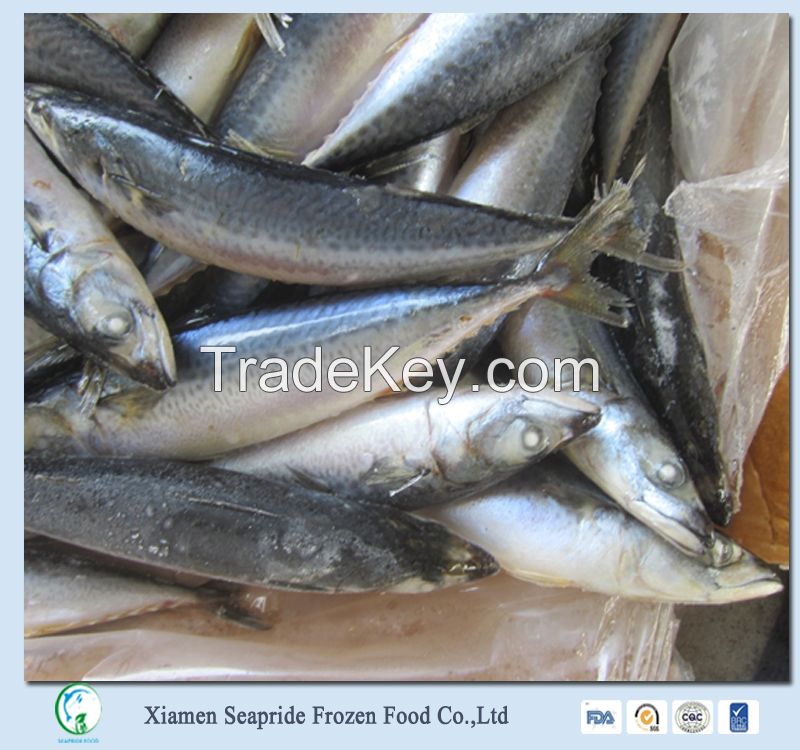 Whole Part And Fish  Product Type Pacific Mackerel Fish