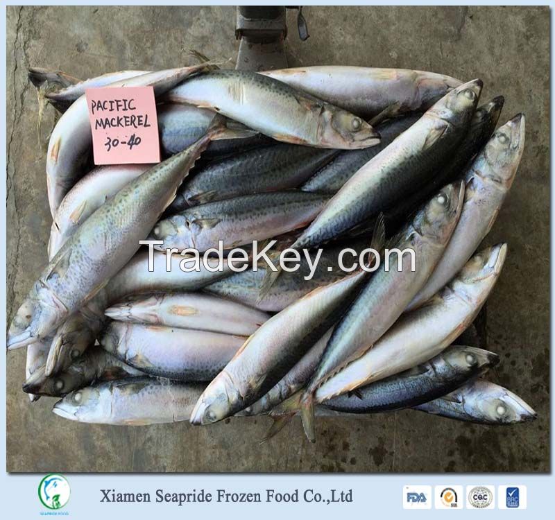 Frozen Style And Fish Product Type Frozen Fish Chub Mackerel By