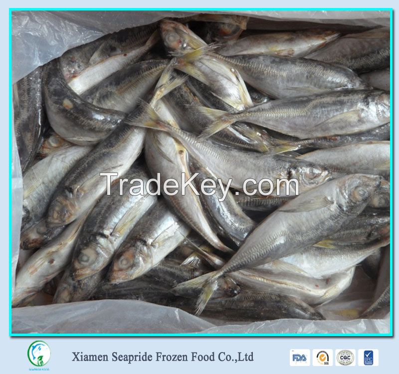 Good Frozen Horse Mackerel Fish Mackerel With Wholesale Price 