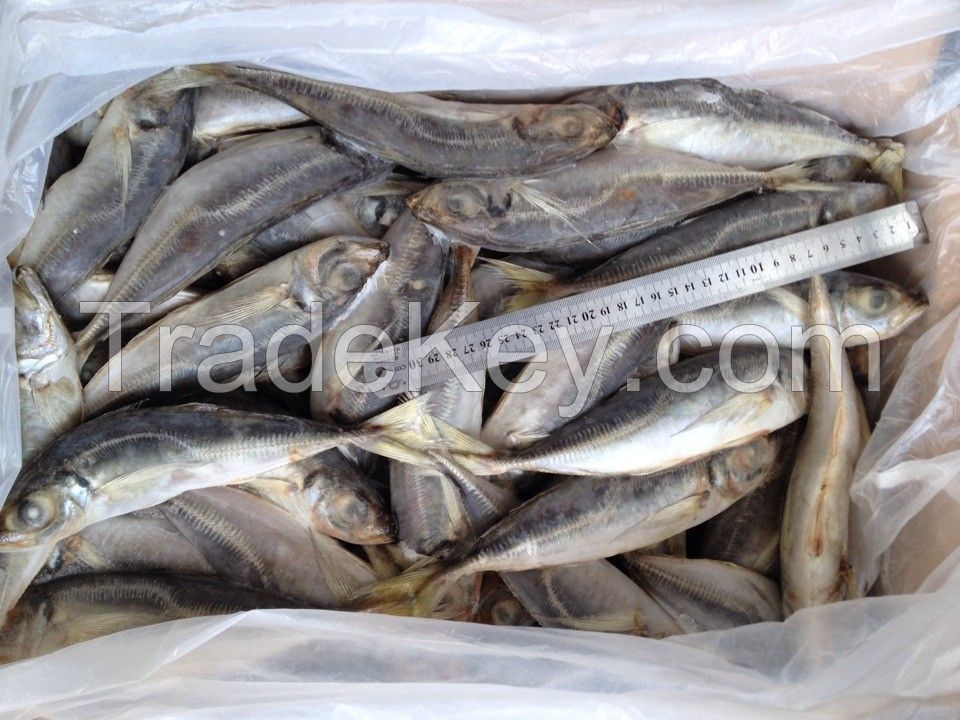 Frozen Horse Mackerel Fish Sea Food