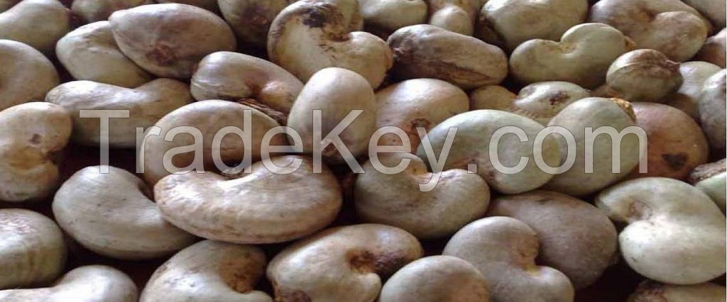 High Grade Processed Cashew Nuts Raw Roasted