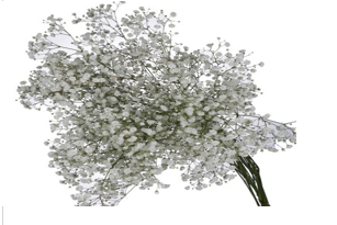 Gypsophila