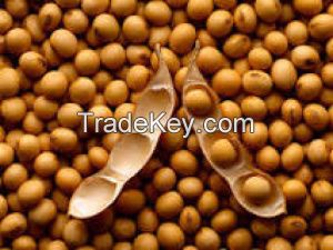 soybeans