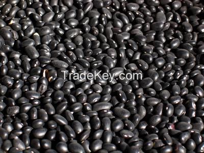 Black Kidney Beans