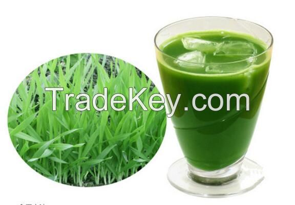 Organic wheat grass juice powder