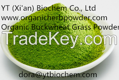 Organic buckwheat grass powder