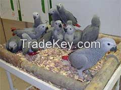 African Greys , Blue Hyacinth Maccaws and Fertile Parrot Eggs now in Stuck For Sale  whatsapp+237670010232