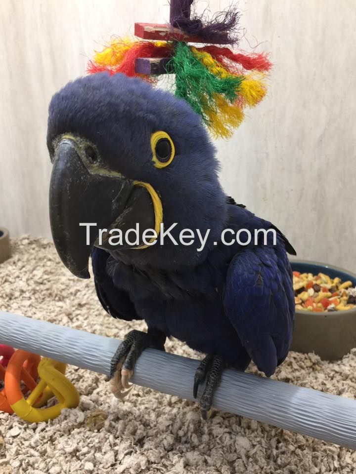 Hyacinth Macaws 