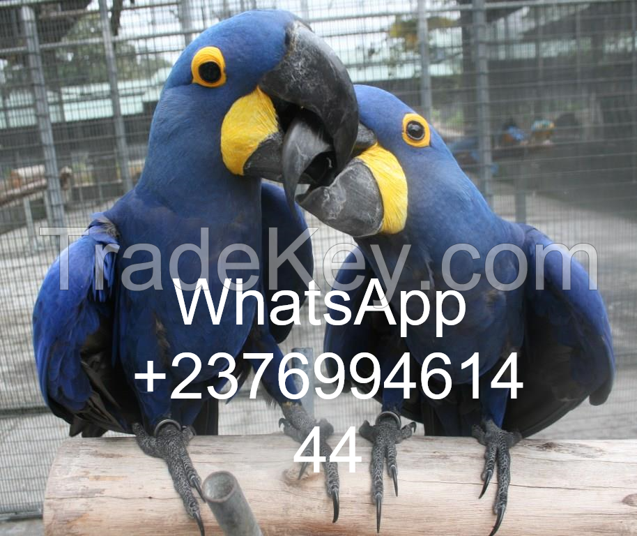 Hyacinth Macaws 