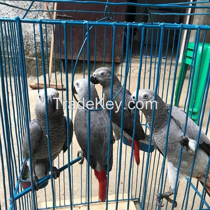 African Grey 