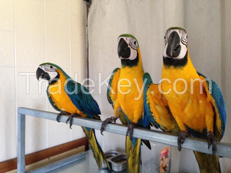 Ara ararauna Blue and Gold Macaws Parrots