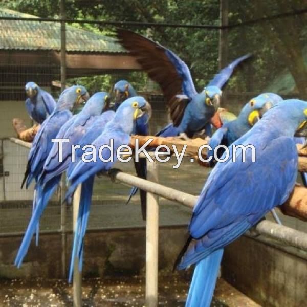 Hyacinth Macaws 