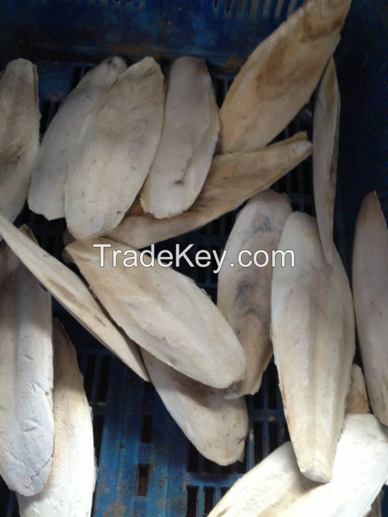 Cuttlefish bone