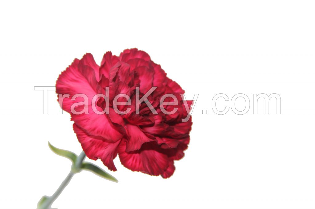 Select Carnation