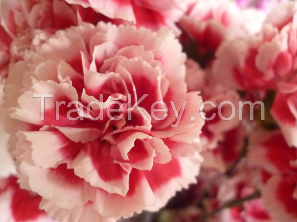 Select Mini Carnation 