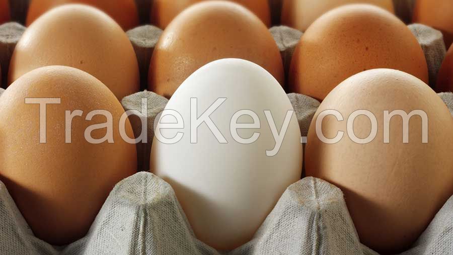 large quality eggs 