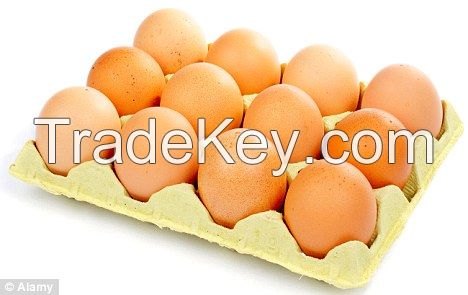 large quality eggs 