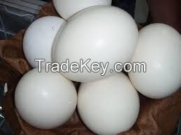 Ostrich eggs for sale 