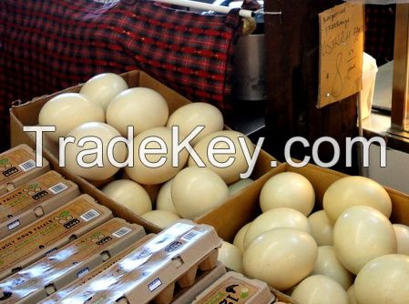 Ostrich eggs for sale 