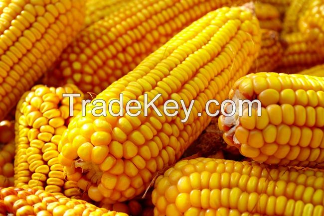 Yellow Corn