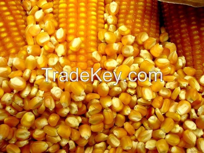 Yellow Corn