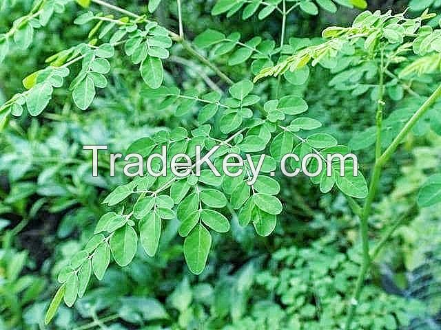 ORGANIC MORINGA  POWDER/FRESH/SEEDS/OIL