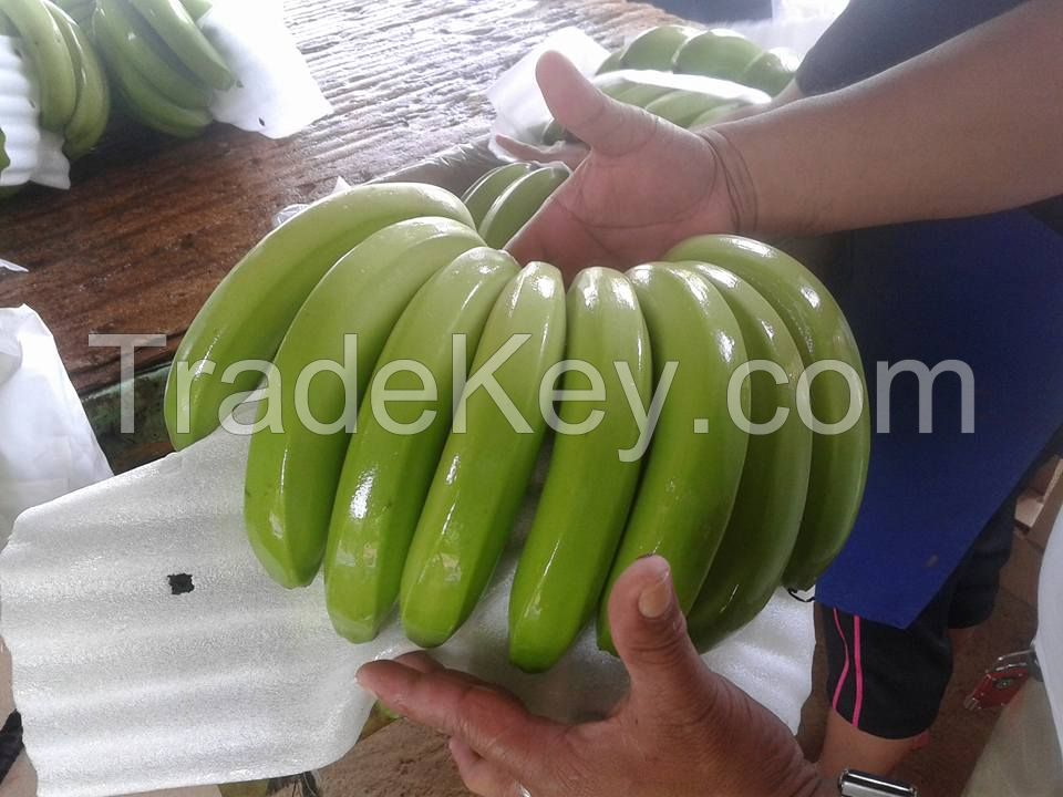 Fresh Green Cavendish Banana | Fresh fruit