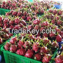 Fresh Dragon Fruits (White/Red Flesh)