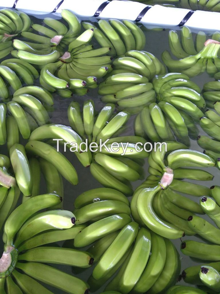 Fresh Green Cavendish Banana | Fresh fruit