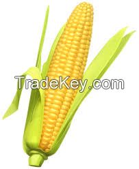 Yellow corn