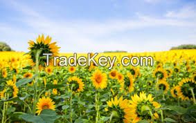 Refined sunflower oil